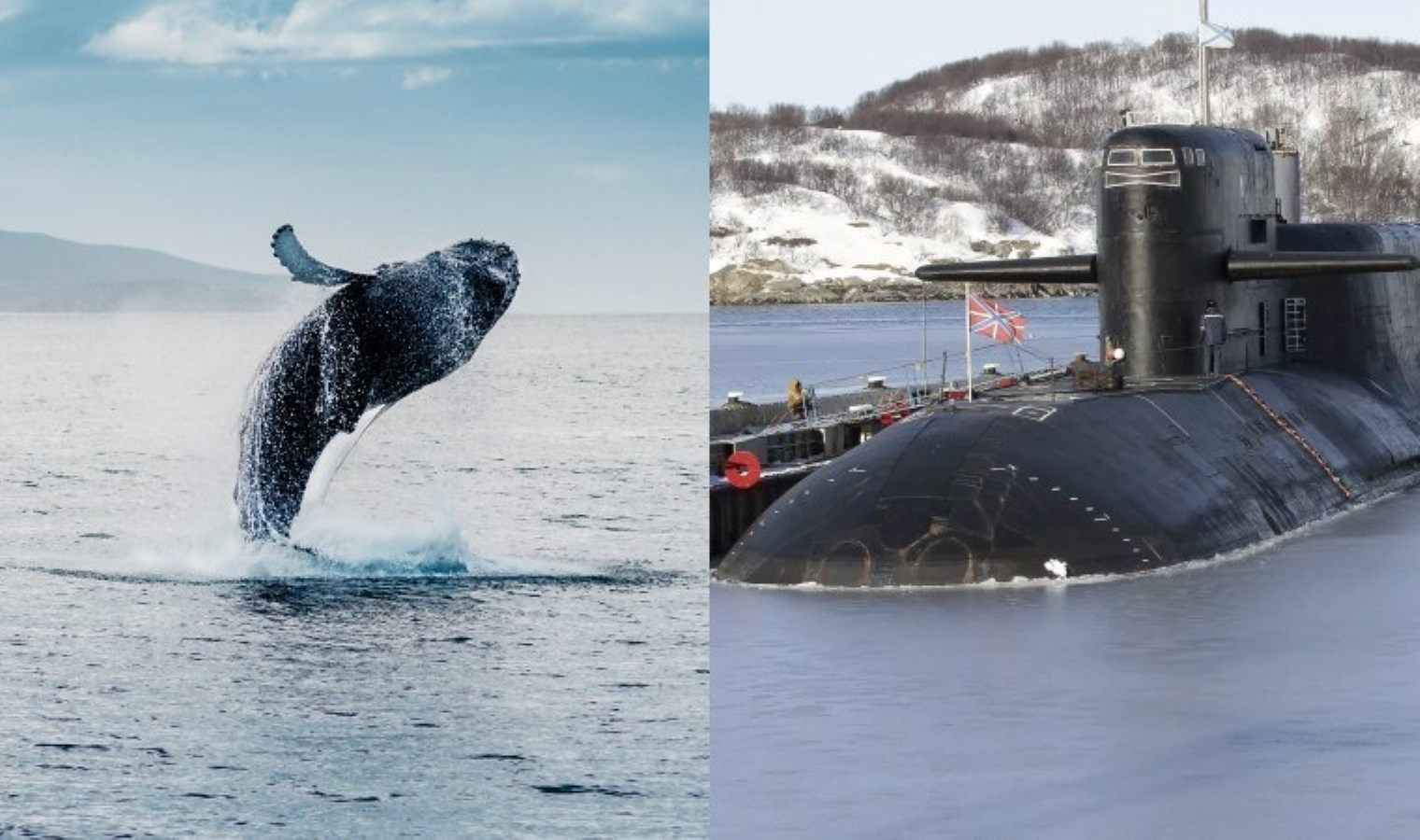 Kraliyet Donanması’nda yanlış alarm: ‘Osuran’ balina ile karşılaştılar…