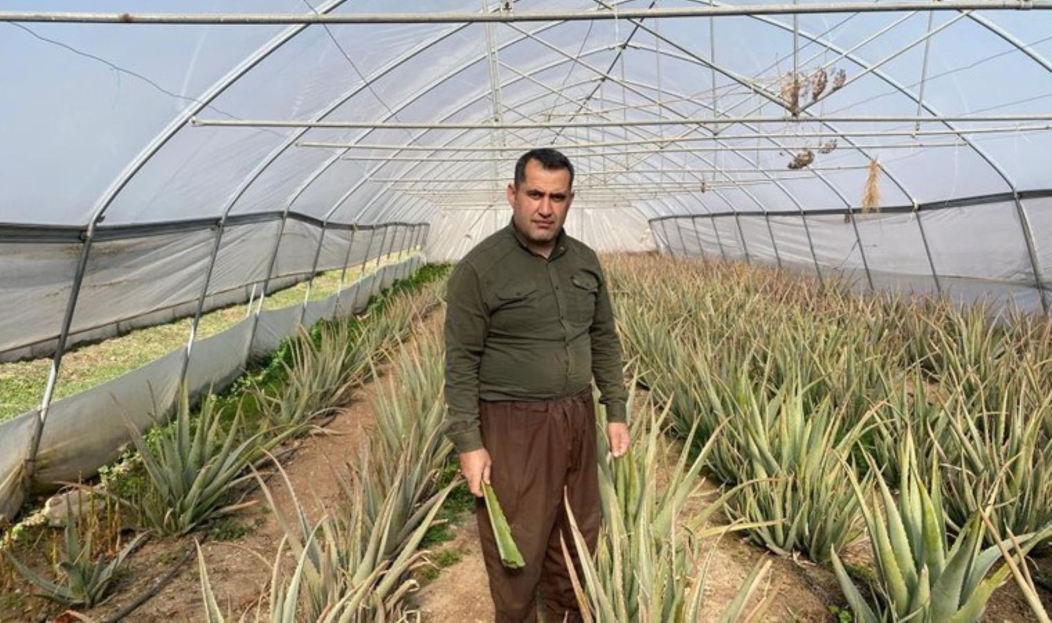 Kuzey Irak’ın sıfır noktasında yetişiyor: Üreticisi pazarlama sıkıntısı yaşıyor