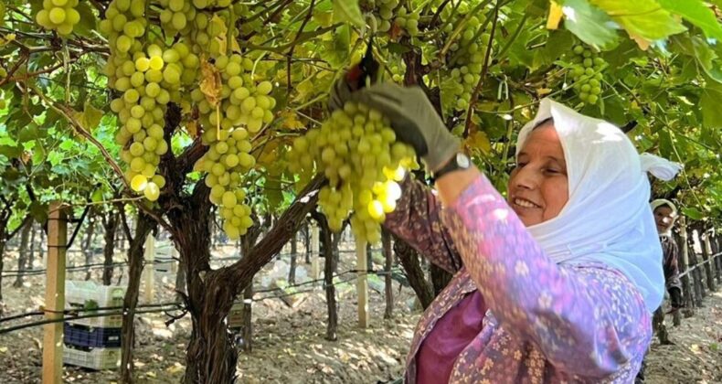 Manisa Sarıgöl’de kadın işçi yevmiyeleri 100 TL zamlandı