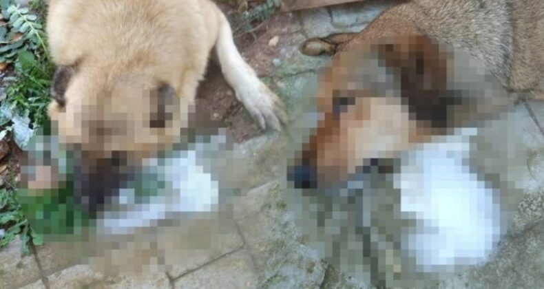 Manisa’da katliam! Köpekleri zehirleyerek öldürdüler!