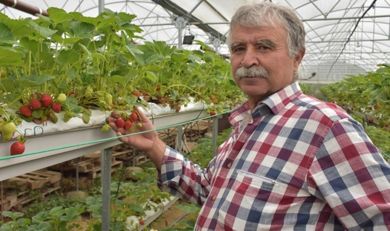 Muhasebeciliği bıraktı, topraksız tarıma başladı! Yılın 12 ayı yetiştiriyor, 150 liradan satıyor!