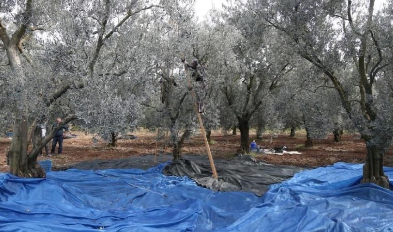 Mut’ta hasat bitti: Rekolte yarıya düştü…