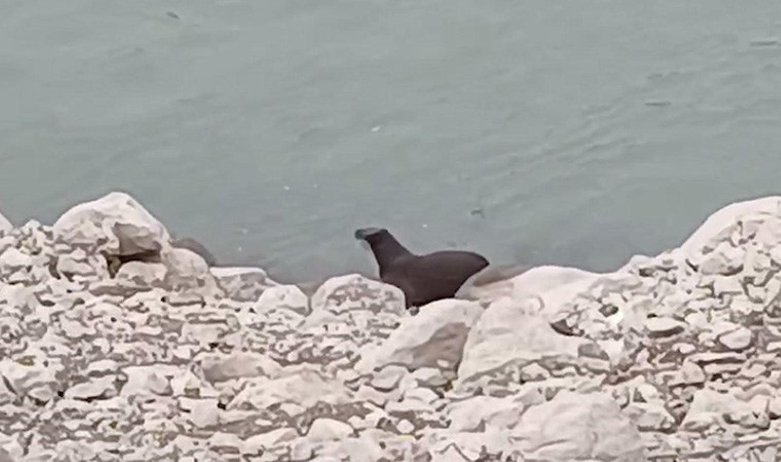 Nesli tükenme tehlikesi altında! Erzincan’da su samuru görüntülendi