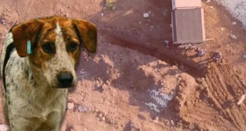 O görüntüler Türkiye’yi ayağa kaldırmıştı! MHP’li Erzincan Belediyesi’nde köpek katliamı: Çalışanlar görevden uzaklaştırıldı