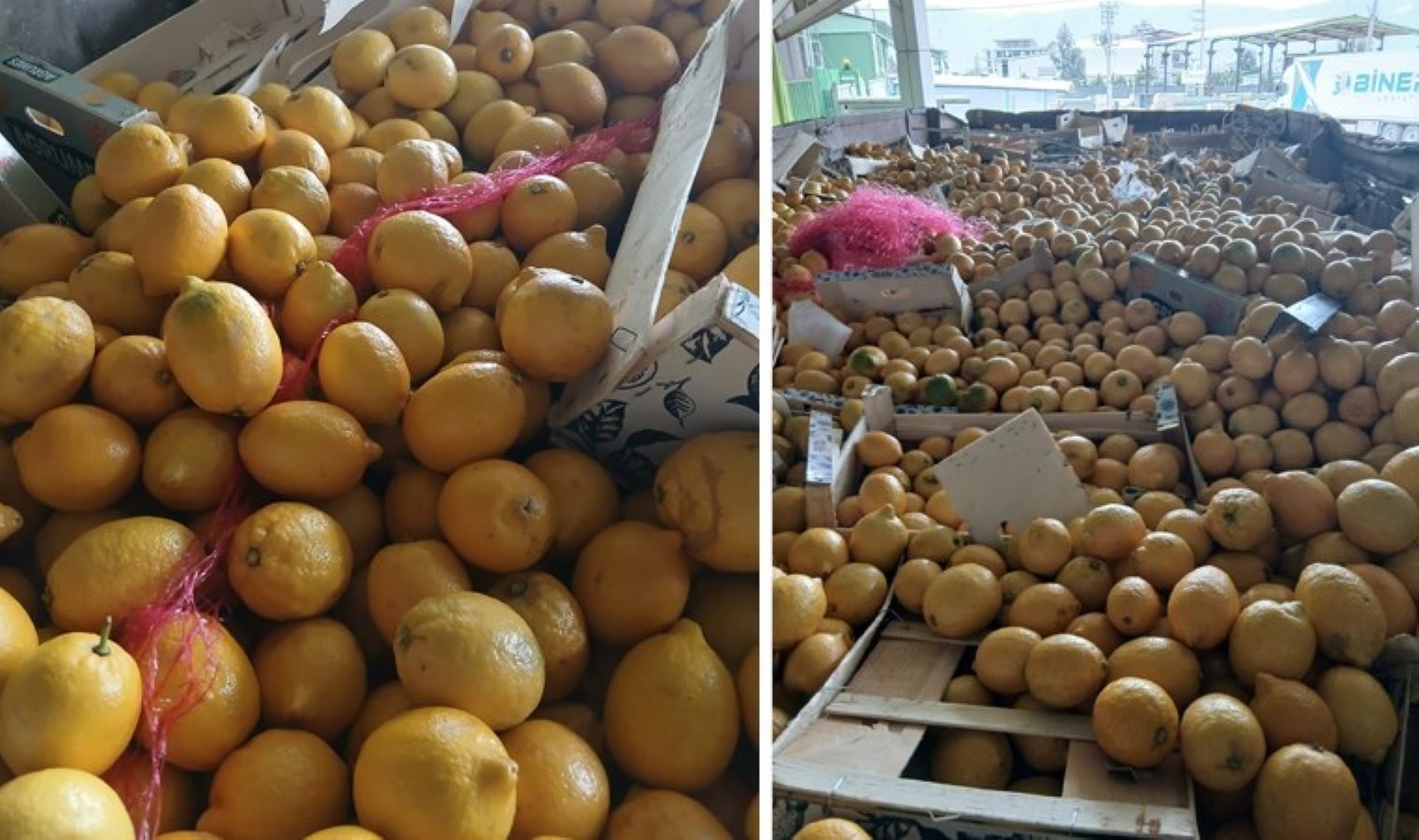 O ilde ‘pestisit’ alarmı! Hepsi imha edildi: Tam 55 ton…