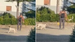 Olta ucuna bağladığı canlı güvercinle av köpeğine eğitim yaptıran kişiye para cezası