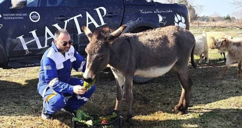 Ölüme terk edilen ‘Kadife’ hayata döndü