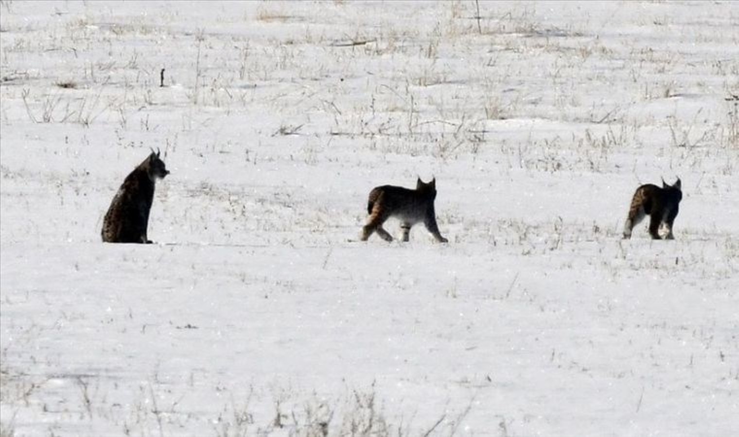 ‘Ormanın hayaleti’ vaşak yavrularıyla kar örtüsü üzerinde görüntülendi
