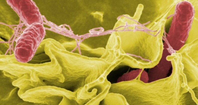 Salmonella nasıl bulaşır? Salmonella’dan nasıl korunulur? Salmonella’nın tedavisi var mı?