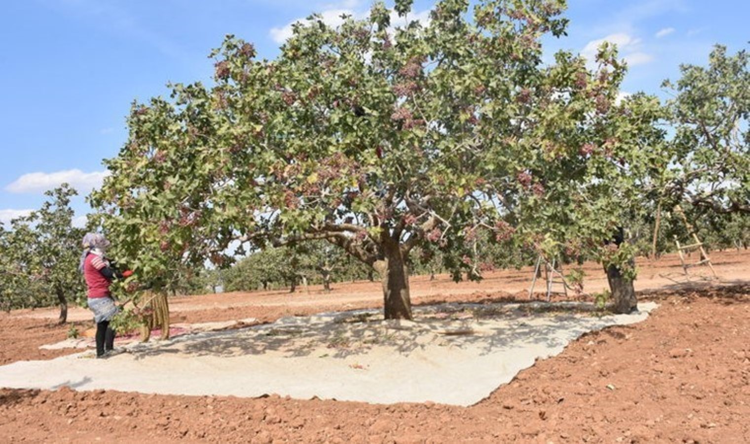 Şanlıurfa’da yaklaşık 45 milyon ağaçta yetişiyor: Dünyada fenomen olmuştu! Fiyatı 180 liraya çakıldı