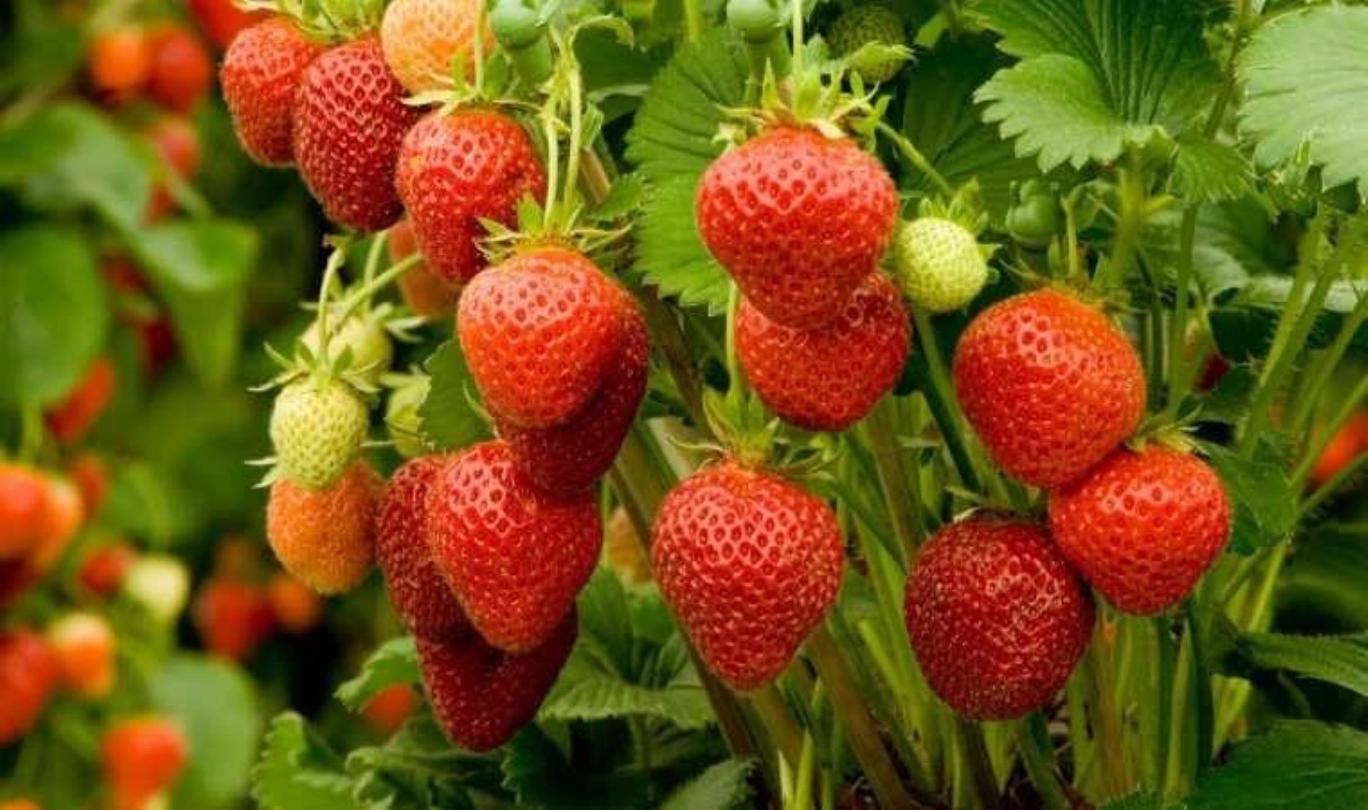 Seradaki çileğin fiyatı 400 TL’den 90 TL’ye düştü