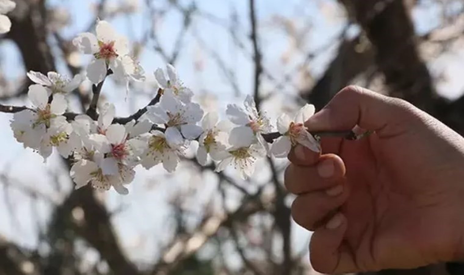 Sıcaklıklar mevsim normallerinin üzerinde: Manisa’da erik ve badem ağaçları çiçek açtı