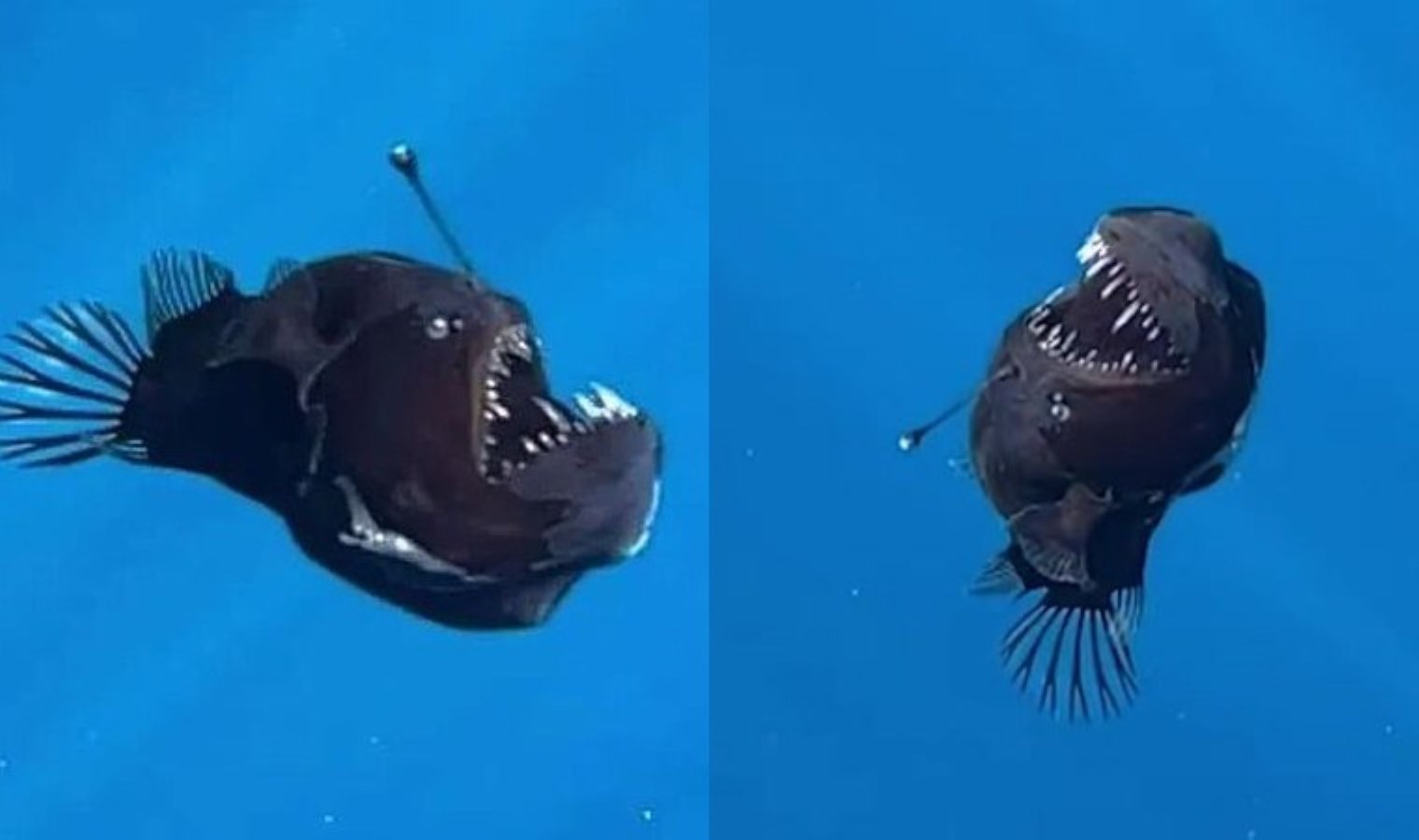 Siyah şeytan balığı, ilk kez okyanus yüzeyine yakın bir yerde görüldü
