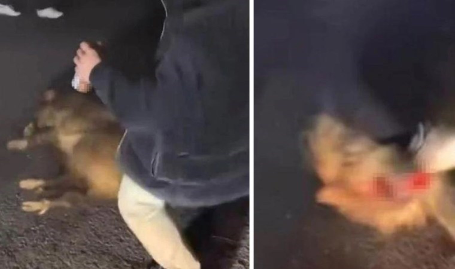 Sosyal medyada paylaşmışlardı: Sakarya’da domuza eziyet eden 3 kişi yakalandı