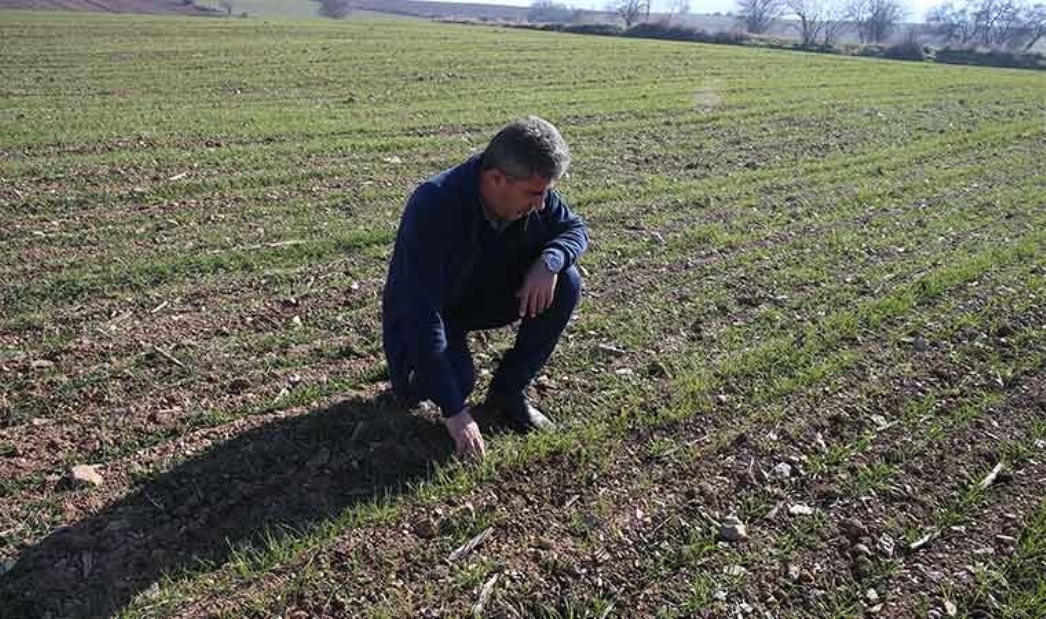 Tokat’ta 12 çiftçi deneme amaçlı ekti: Dönüm başına 450 kilo….