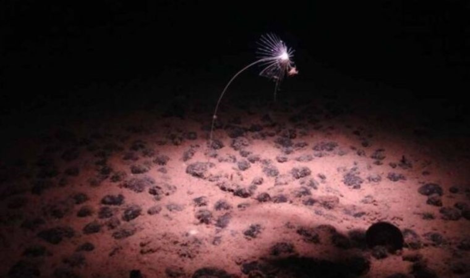 Uzay araştırmalarına ışık tutan keşif: Işıksız ortamda oksijen üretimi mümkün mü?