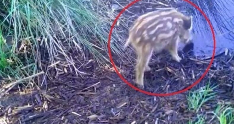 Yaban domuzu yavruları fotokapanla görüntülendi