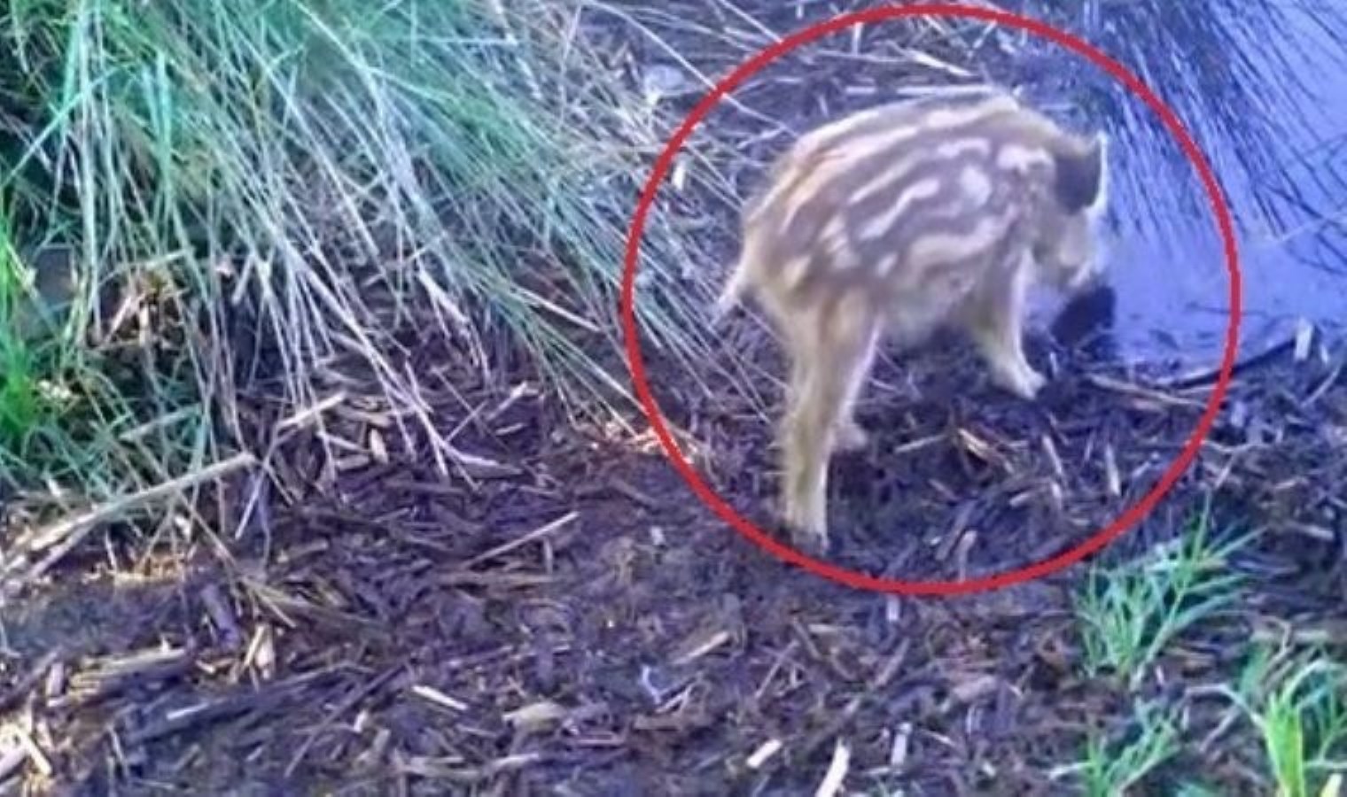 Yaban domuzu yavruları fotokapanla görüntülendi