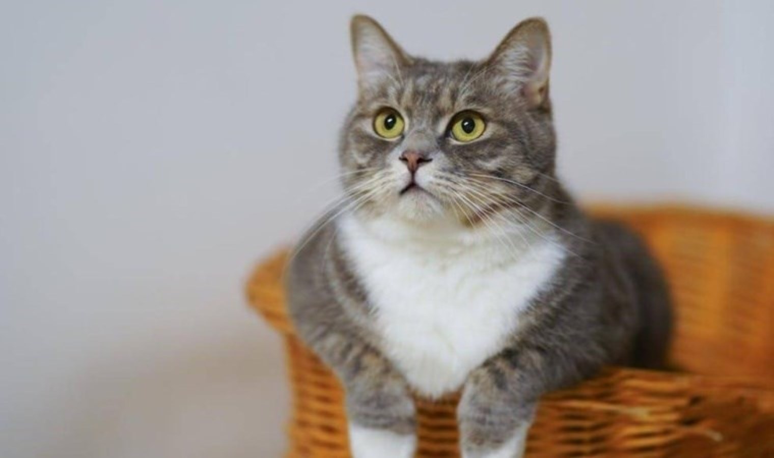 Yaralı kedisini tedavi eden doktora soruşturma