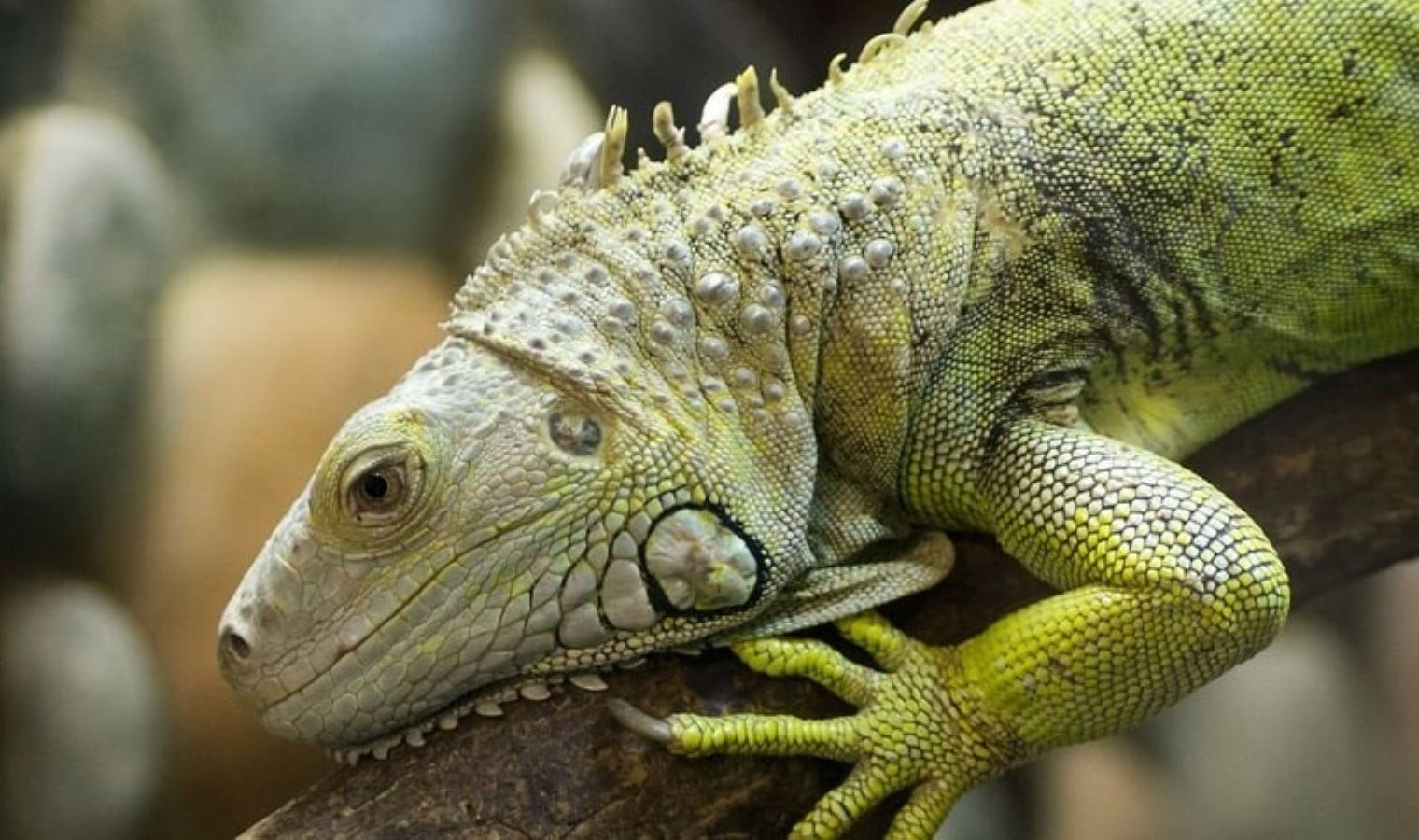 Yüz binlerce iguananın başına ödül konuldu
