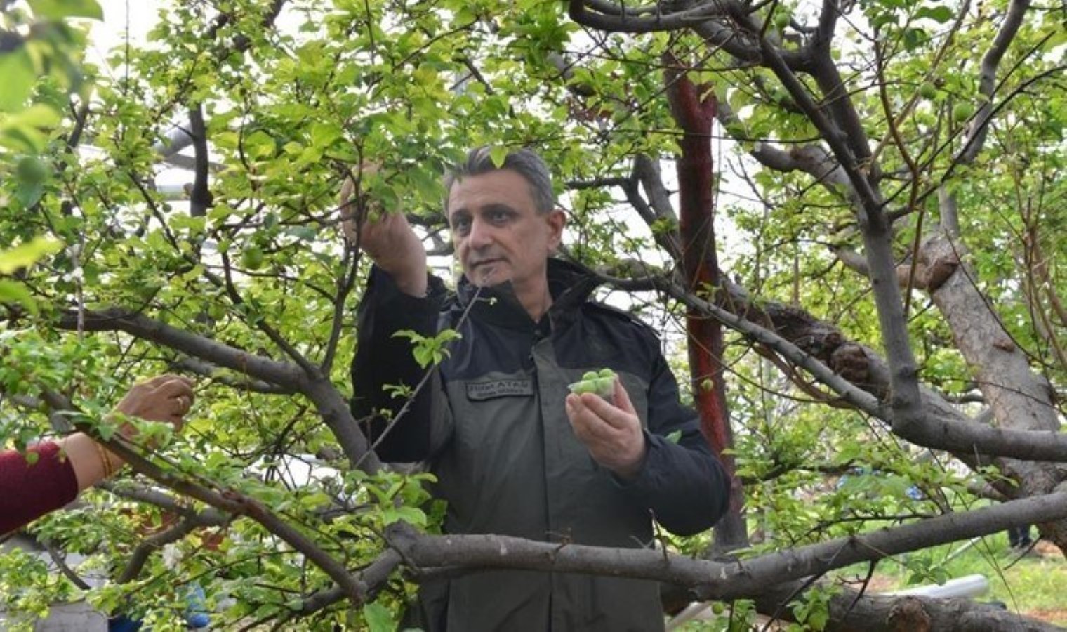 1 dekar alandan 1 ton ürün elde ediliyor: Kilosu 9 bin lira…