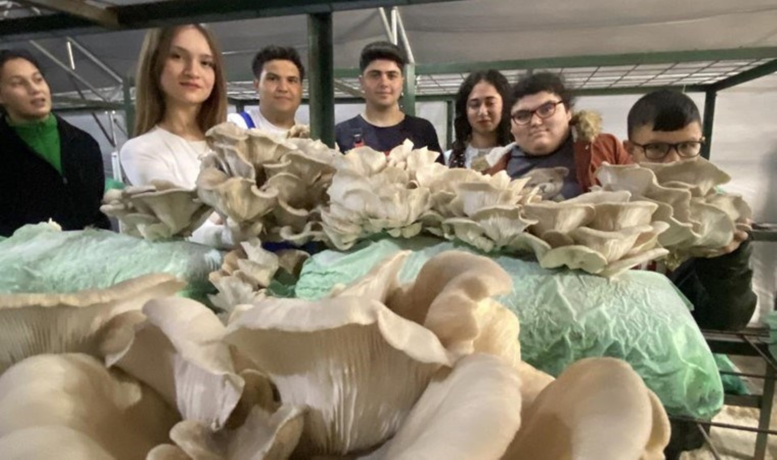 100 metrekarelik alanda 500 kg üretildi: 40 günde hasat ediliyor….