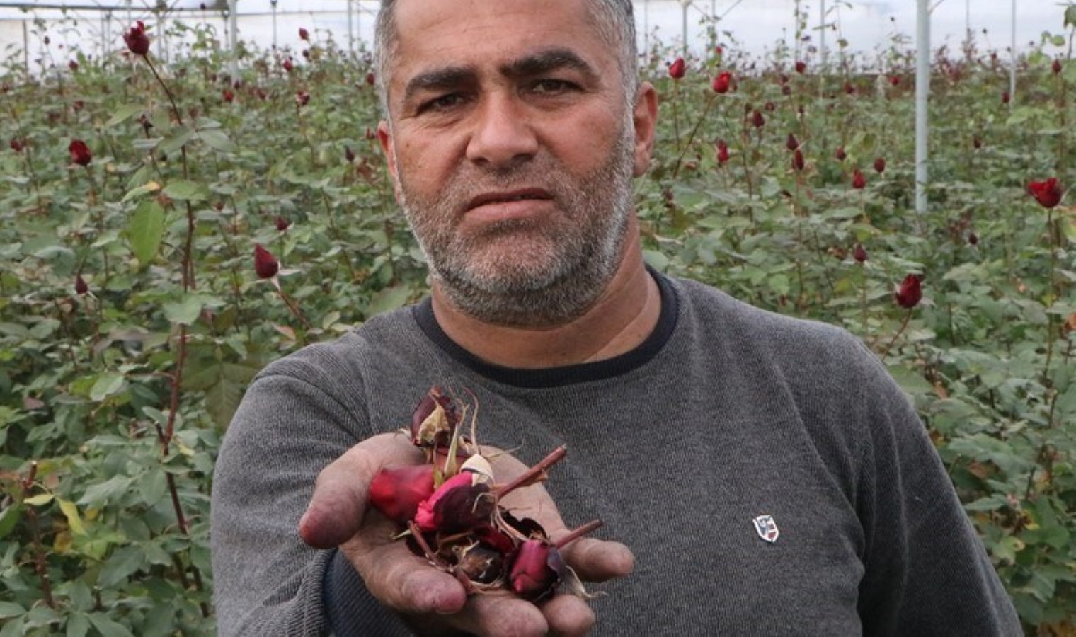 20 saatlik mesai harcayarak yetiştirdi, mahsuller serada kaldı! Rekolte yarıya düştü: Tanesi 50 liraya satılacak