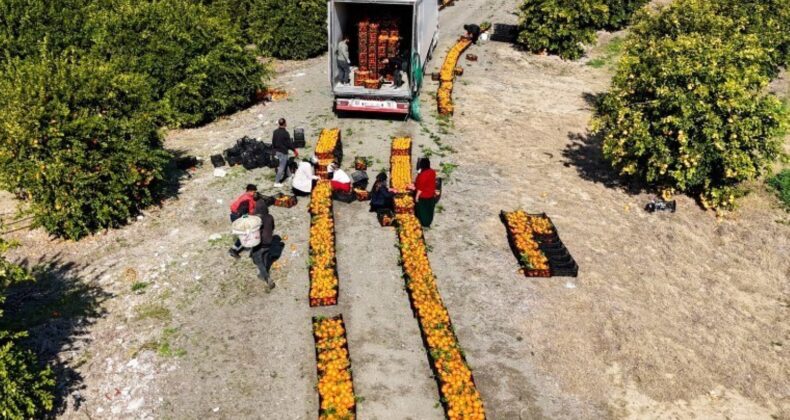 Adana’da hasat seferberliği: Kamyonların biri geliyor diğeri gidiyor! Hızlı toplanınca fiyatı düştü!