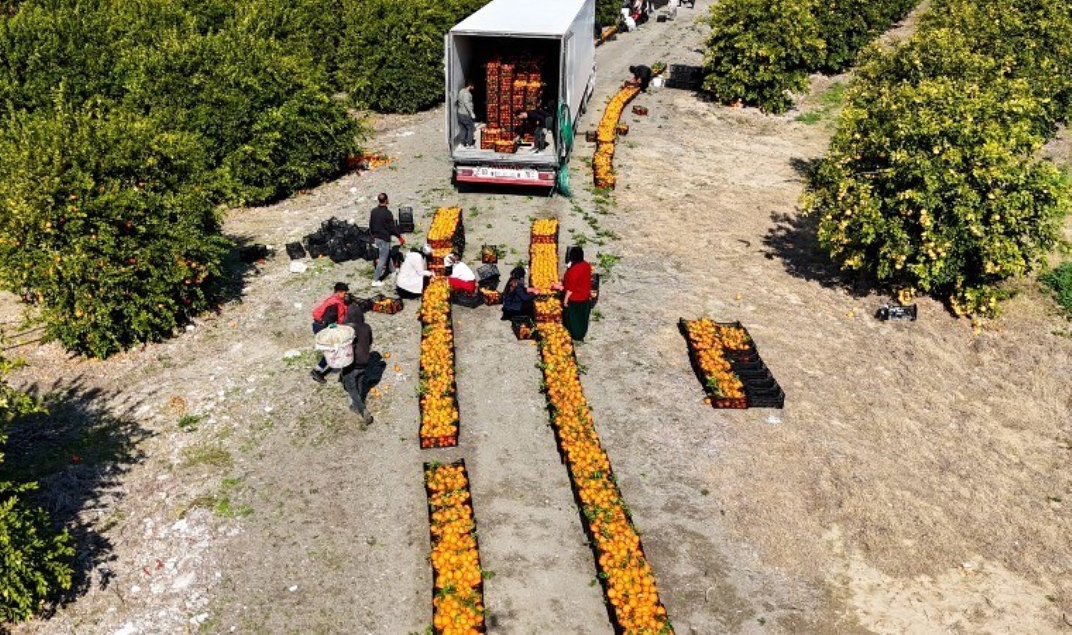 Adana’da hasat seferberliği: Kamyonların biri geliyor diğeri gidiyor! Hızlı toplanınca fiyatı düştü!