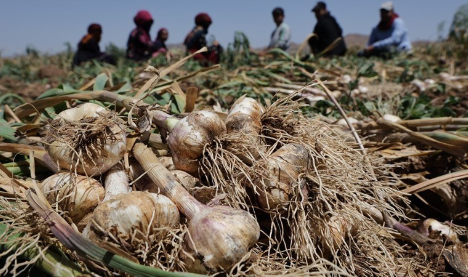 Aksaray’da yetişiyor, İspanya’da antibiyotik oluyor