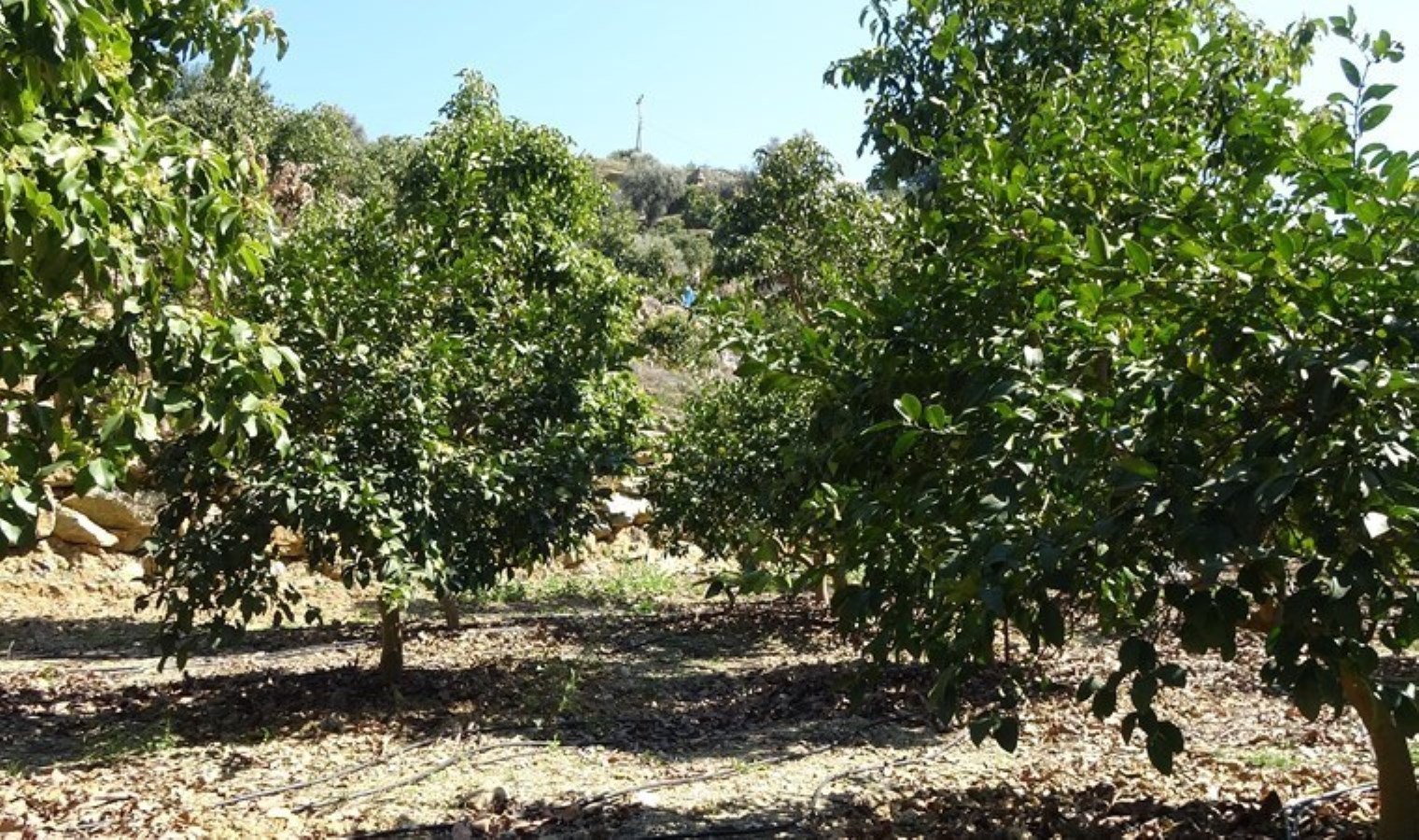 Alanya’da üreticilerin yüzü gülüyor: Tanesi 15 liradan, 55 TL’ye çıktı!