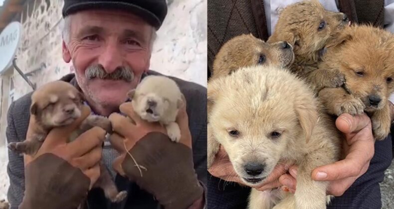 Anneleri kurt saldırısında ölen yavrulara gözü gibi bakıyor!