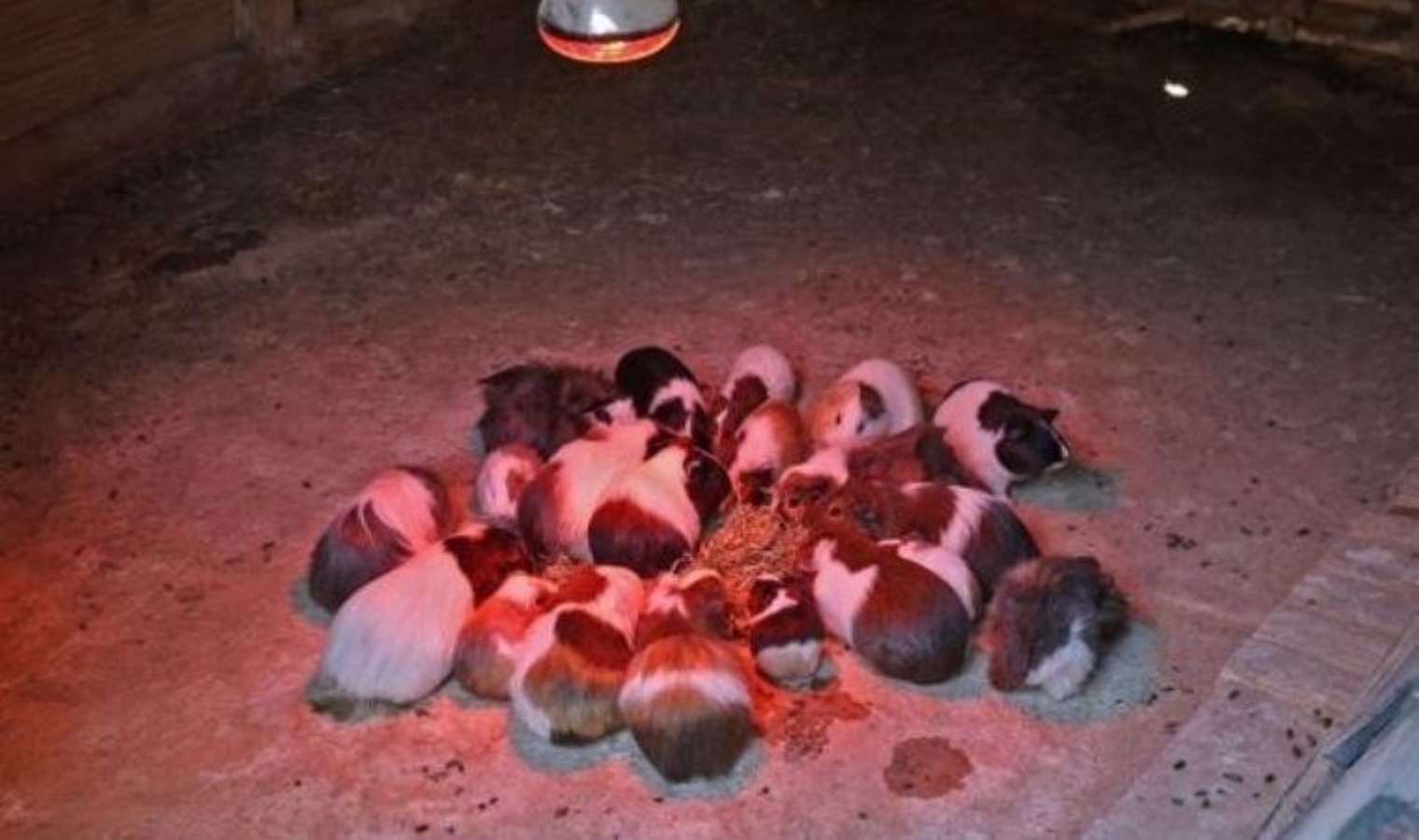 Antalya Doğal Yaşam Parkı’nda hayvanlara kış koruması