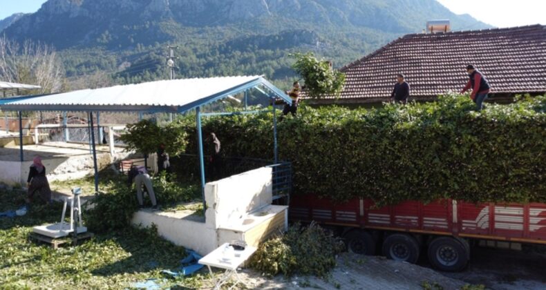 Antalya Toroslarda yetişen defne yaprakları Avrupa’ya gidiyor