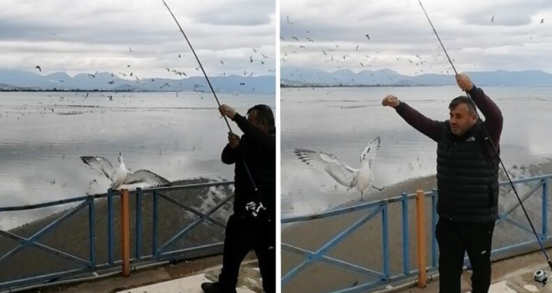 Antalya’da amatör balıkçının oltasına balık yerine martı takıldı