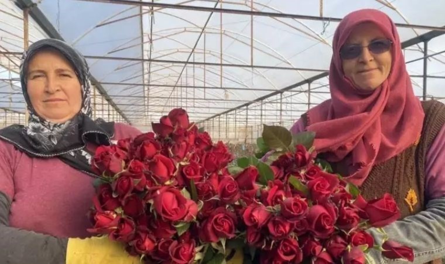 Antalya’da Sevgililer Günü’ne özel hasat: Demeti 800 TL