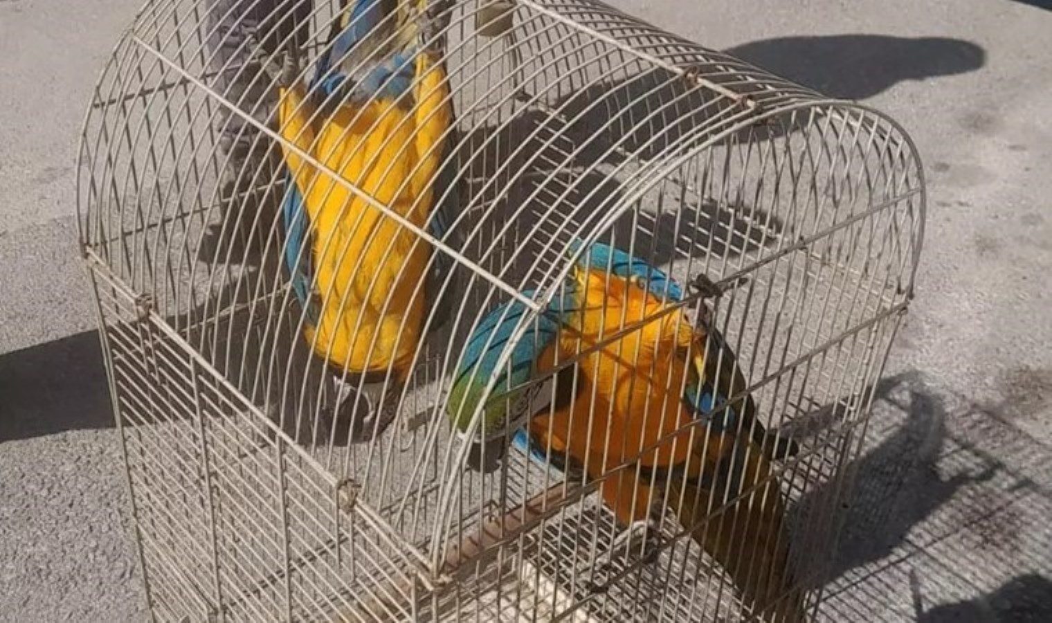 Antalya’da üretimi ve satışı yasak 2 papağana el konuldu