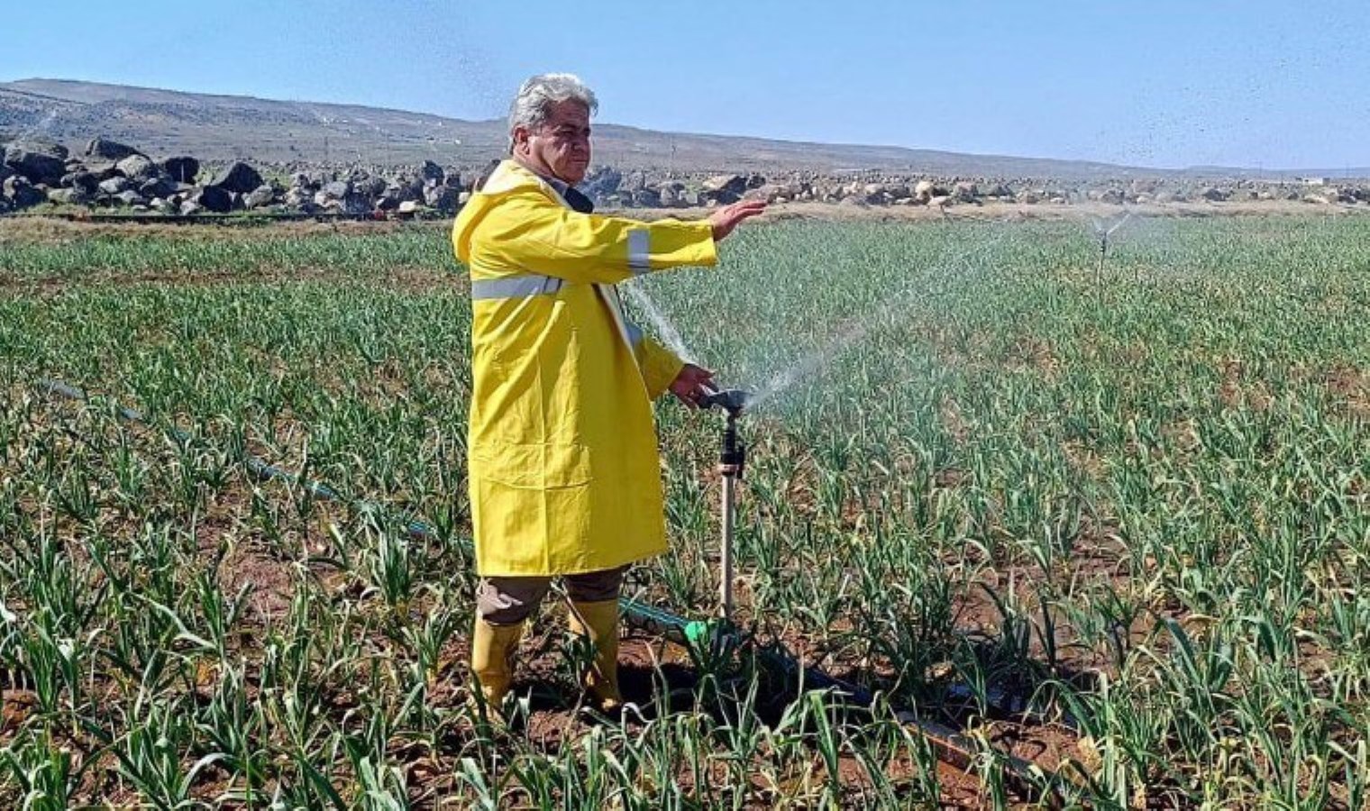 Araban Ovası hasada hazırlanıyor: AB tescilli lezzete bebek gibi bakıyorlar