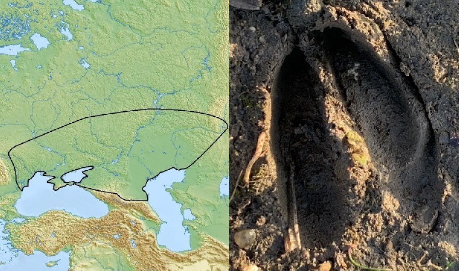 Avrupalıların ‘atası’ keşfedildi: 5 bin yıllık savaşçının sırları ortaya çıktı