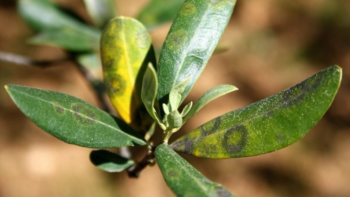 Aydın’da zeytinde Halkalı Leke Hastalığı ile mücadele çağrısı yapıldı