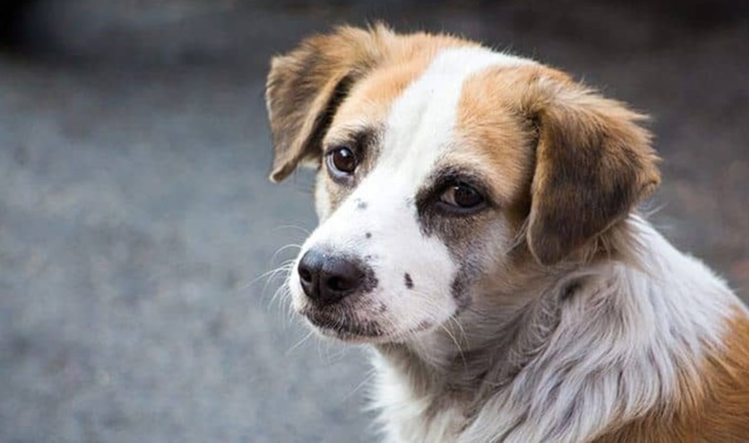Bakanlıktan sokak hayvanları için talimat: Her biri için para cezası!