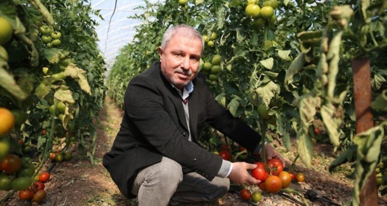 Batı Akdeniz ‘de yetişiyor onlar ülkeye gönderiliyor: