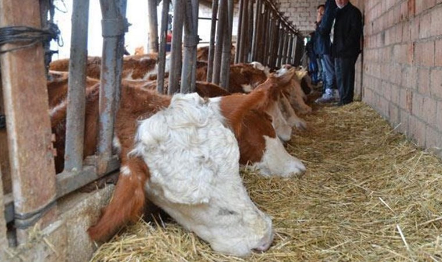 Bayburt’ta acı olay: Akıma kapılan 11 büyükbaş hayvan öldü