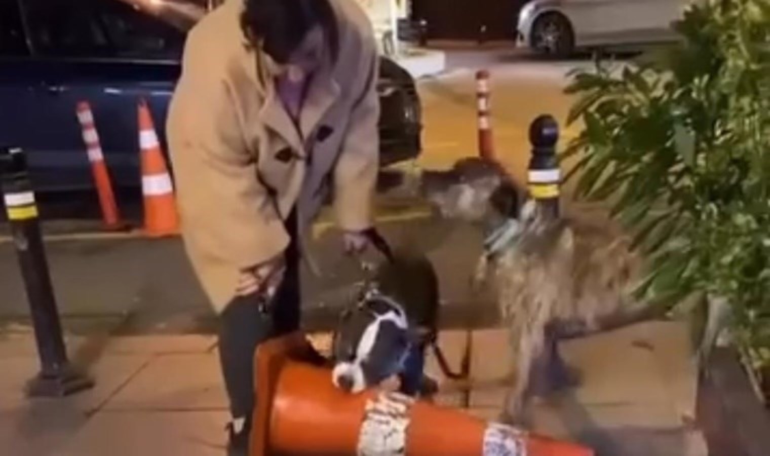 Bebek’te pitbull köpeği, ısırdığı dubayı dakikalarca bırakmadı: Sahibine 76 bin lira ceza kesildi