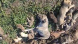 Belediye başkanı köpek katliamına ‘kurgu’ demişti… Barınak yetkililerinin görev yeri değişti