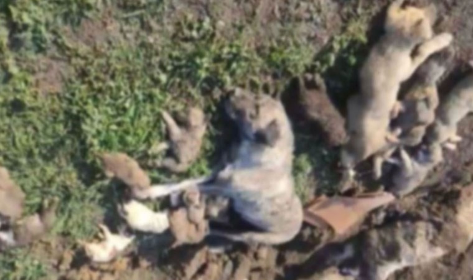 Belediye başkanı köpek katliamına ‘kurgu’ demişti… Barınak yetkililerinin görev yeri değişti