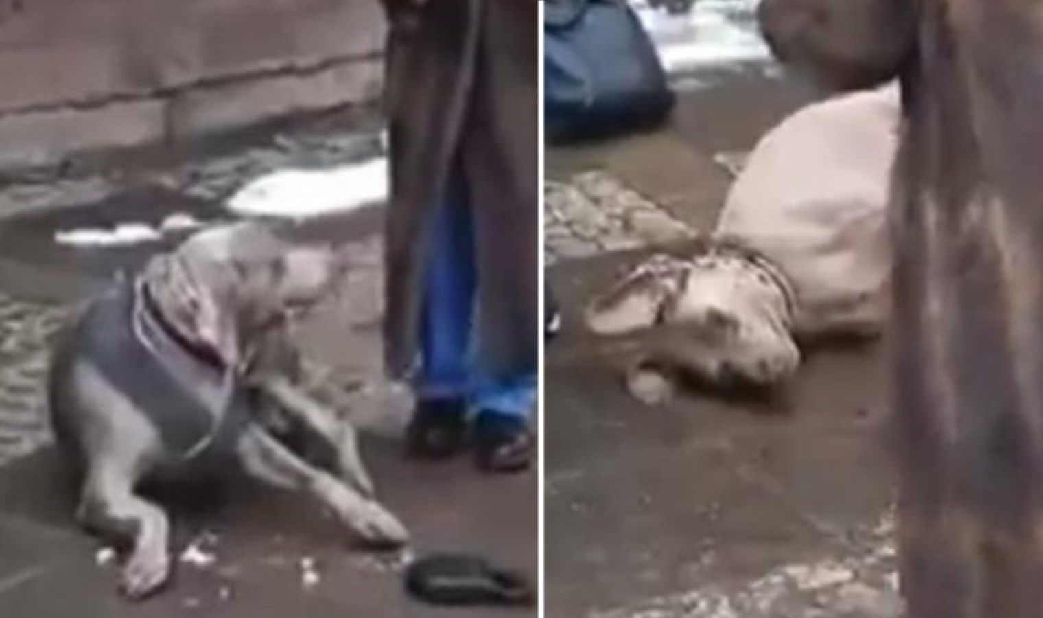 Beşiktaş’ta elektrik akımına kapılan Choko’dan haber var!