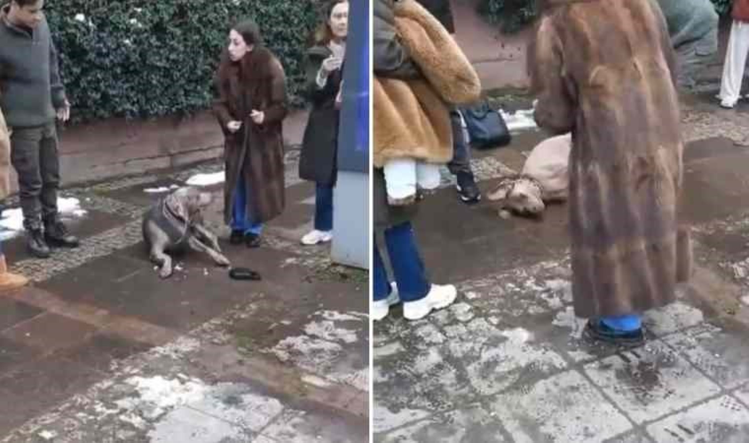 Beşiktaş’ta kaldırımda yürüyen köpek elektrik akımına kapıldı