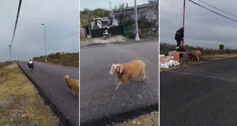 Beykoz’da sinirli bir koç, temizlik işçilerini kovaladı