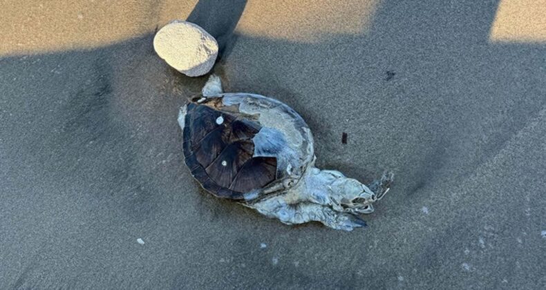 Bodrum’da ölü caretta caretta kıyıya vurdu: Otopsi yapılacak